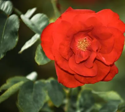 A bright red tea rose Stock Photos