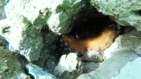 Bright red tentacles of octopus hidden in rock lair while freediving in sea Vídeos de archivo 119284267