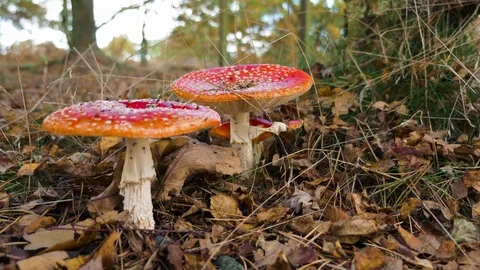 Bright red Toad stool mushrooms &amp; brown leaves &amp; autumn trees background Stock Footage 69824809