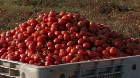 Bright red tomatoes at harvest Stock Footage 12725342