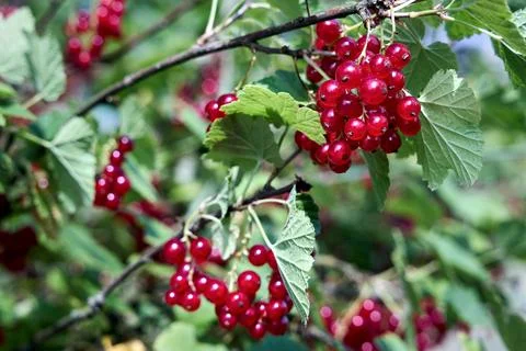 Bright red translucent redcurrants hang in heavy ripe clusters from leafy gre Stock Photos