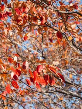 Bright red tree leaves on blue sky background. Colorful foliage at sunny autu Stock Photos