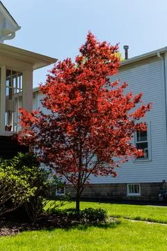 Bright red tree stands in front of a white house under clear blue sky with .. Photos