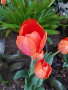Bright red tulip close-up 写真素材