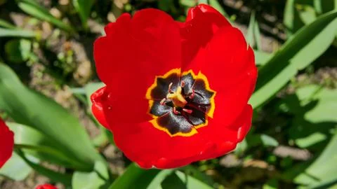 Bright red tulip with dramatic dark center blooming in spring garden. Close-up m Stock Photos