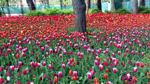 Bright red tulip field blooming in spring garden natural floral background Stock-Footage 334665766