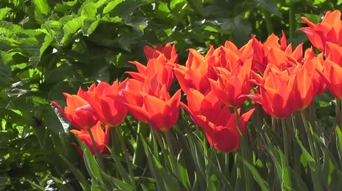 Bright Red Tulip Flowers at Easter Holidays in Spring Park Garden Video stock 50306660
