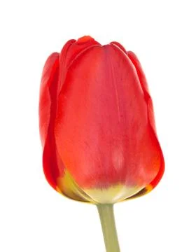 Bright red tulip Stock Photos