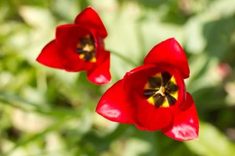 Bright red tulip 스톡 사진