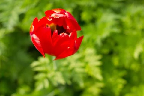 Bright red tulip Stock Photos