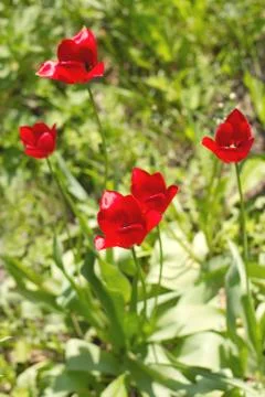 Bright red tulip 스톡 사진