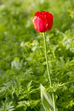 Bright red tulip 스톡 사진