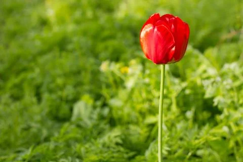 Bright red tulip Fotos de archivo
