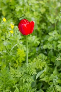 Bright red tulip Stock-Fotos