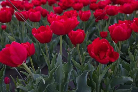 Bright Red Tulips Blooming in a Spring Flower Garden Photos
