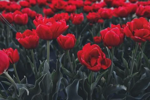 Bright Red Tulips Blooming in a Spring Flower Garden Stock Photos