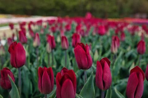 Bright Red Tulips Blooming in a Spring Flower Garden Stock Photos
