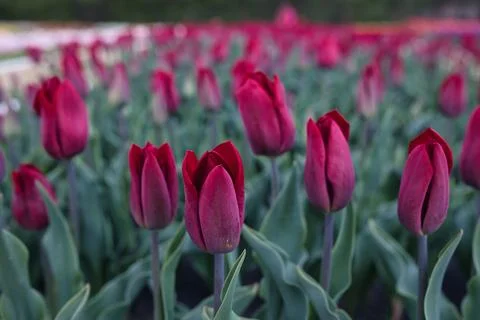 Bright Red Tulips Blooming in a Spring Flower Garden Stock Photos