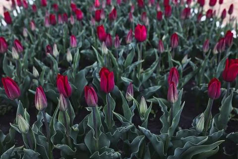 Bright Red Tulips Blooming in a Spring Flower Garden Stock Photos