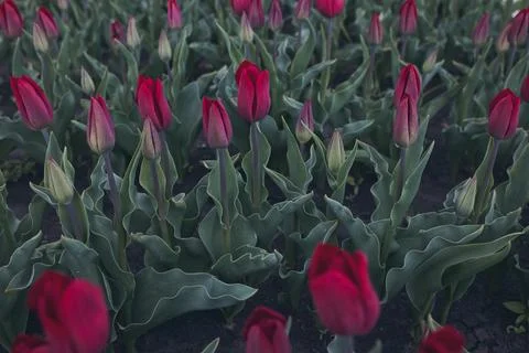 Bright Red Tulips Blooming in a Spring Flower Garden Stock Photos