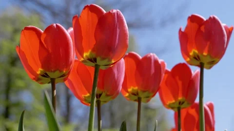 Bright Red Tulips Blooming Under Clear Blue Sky During Sunny Spring Day Stock-Footage 339070184