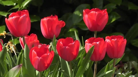 Bright Red Tulips Flowers in Spring Garden Stock-Footage 53334028