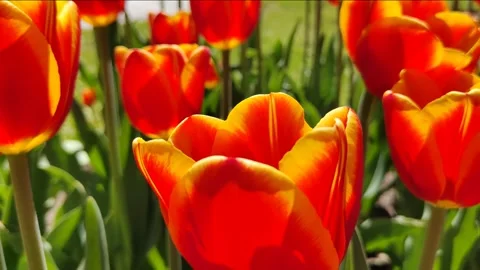 Bright red tulips Video stock 276178028