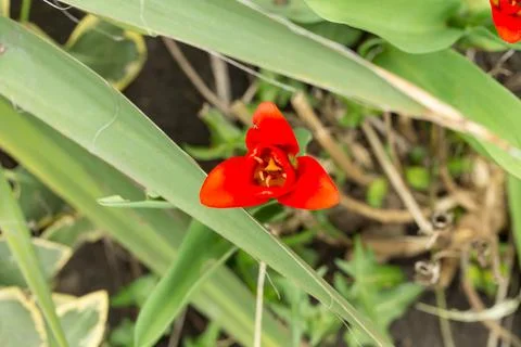 Bright red tulips. Stock Photos