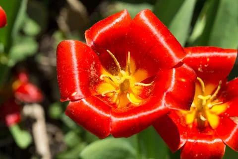 Bright red tulips. 写真素材