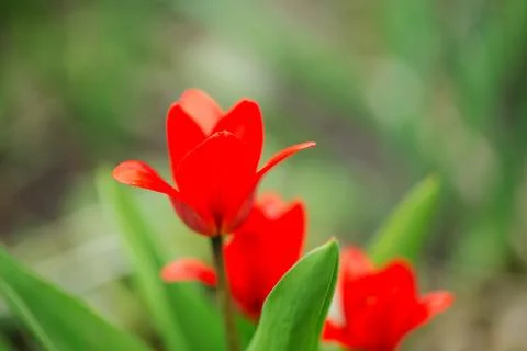 Bright red tulips. Stock Photos