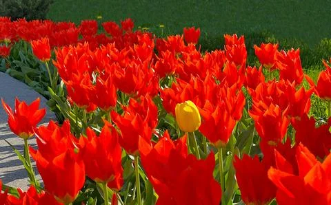 Bright red tulips Stock-Fotos