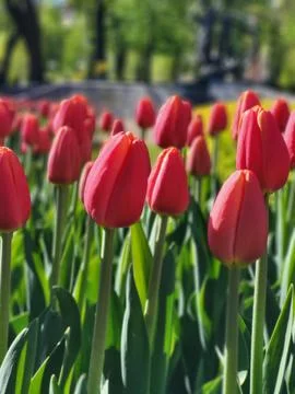 Bright Red Tulips in Sharp Focus Stock Photos