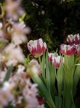 Bright red tulips on a spring background Foto stock