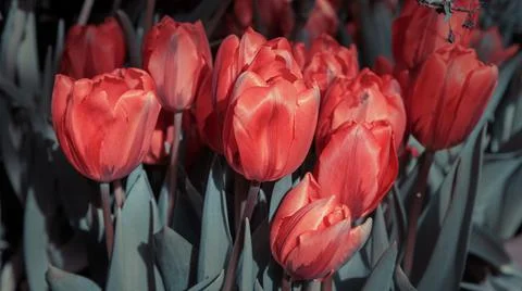 Bright red tulips on a spring background. Gentle floral image. spring season Stock Photos