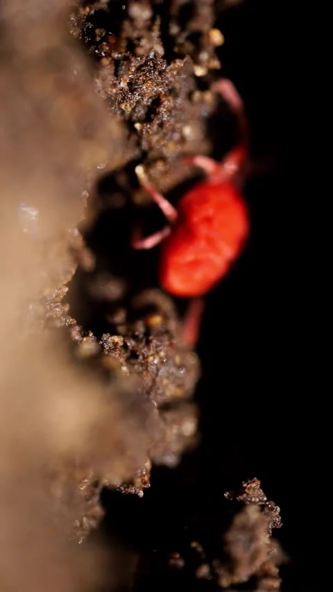 Bright Red Velvet Mite Crawling Fast on Soil Macro Shot Video stock 341770935