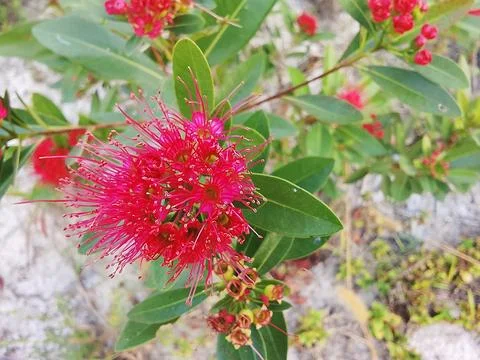 Bright Red Xanthostemon Flowers In Bloom Stock Photos