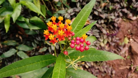 Bright red-yellow and reddish flower. Jungle plant found in Paraguays nature Stock Footage 116812406