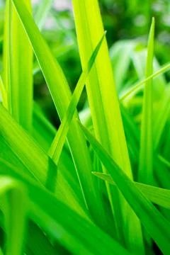 Bright reed in the sun as a background. Stock Photos