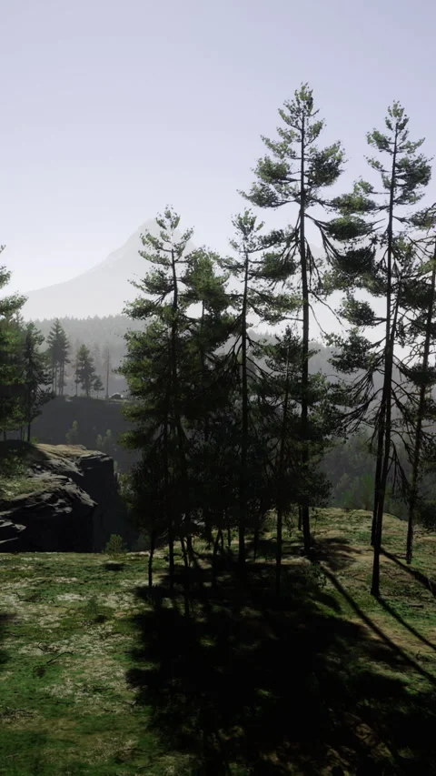 Bright ridge casting lengthy pine shadow patterns across lush terrain Stock Footage 326350741