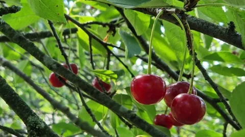 Bright ripe cherries on a tree in focus on a blurred green background Видео 340846391