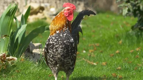 Bright rippling rooster with a red crest on the green grass Stock Footage 125468780