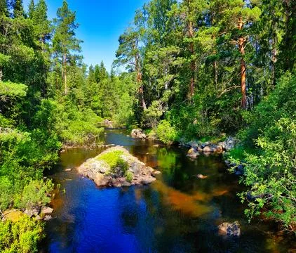 Bright river flows through trees in a forest during daytime in a natural se.. Stock Photos