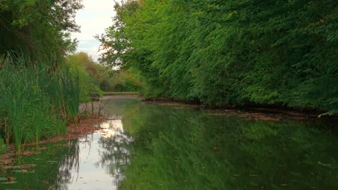 Bright river stretching along forest edge surrounded by tall reeds and trees Stock Footage 326156734
