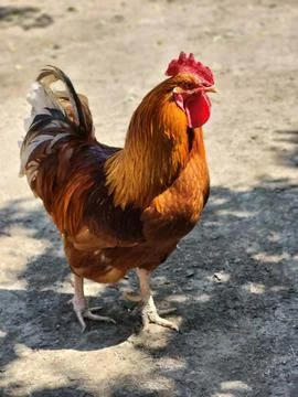 Bright Rooster Close Up in Yard Stock Photos