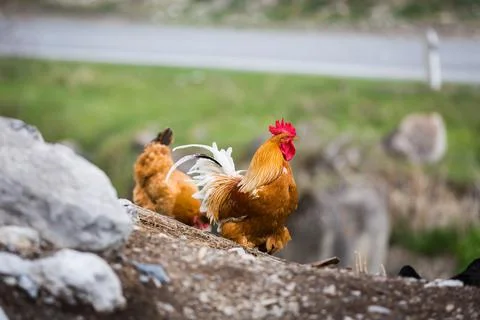 Bright rooster with a red comb Foto stock