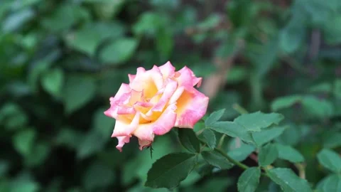 A bright rose in the garden Video stock 288670865