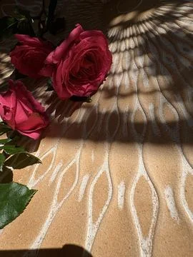 Bright rose petals close up Stock Photos