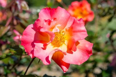 Bright Rose Foto stock