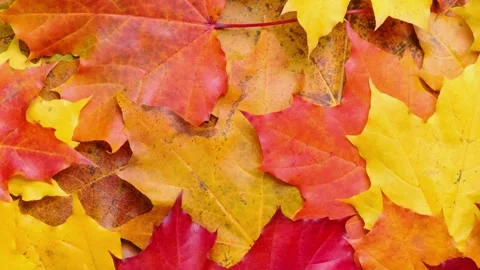 Bright rotating background with autumn maple leaves, top view. Zoom out video Stock Footage 343359842