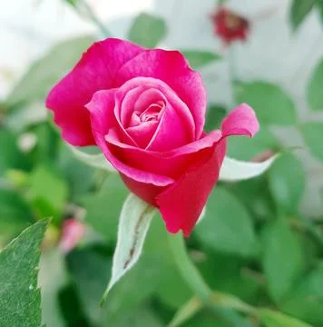 Bright ruby red roses Stock Photos